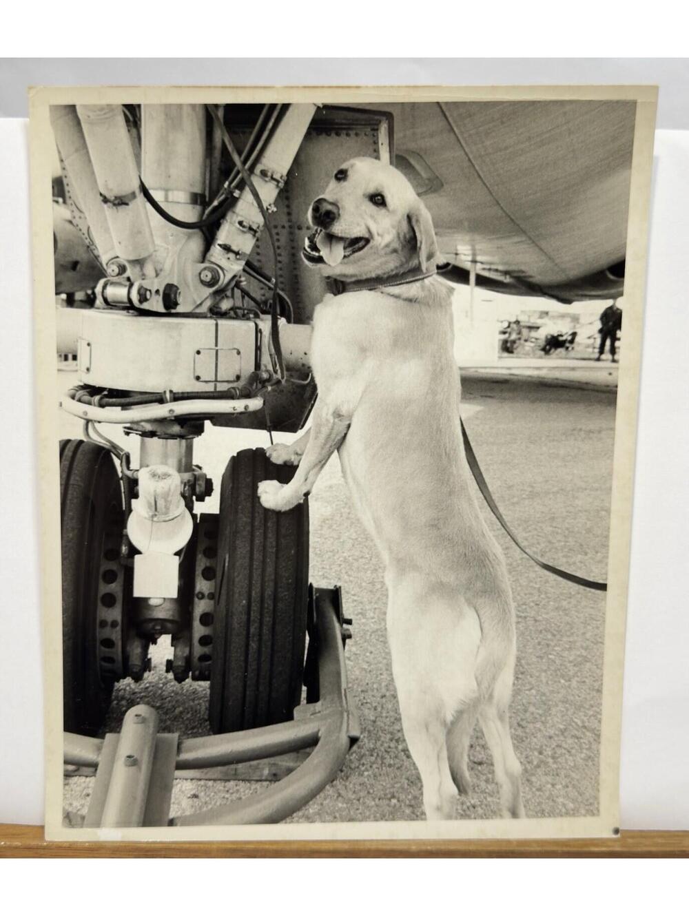 Vintage Dog Photo Labrador Aircraft Landing Gear Aviation B&W 8x10
